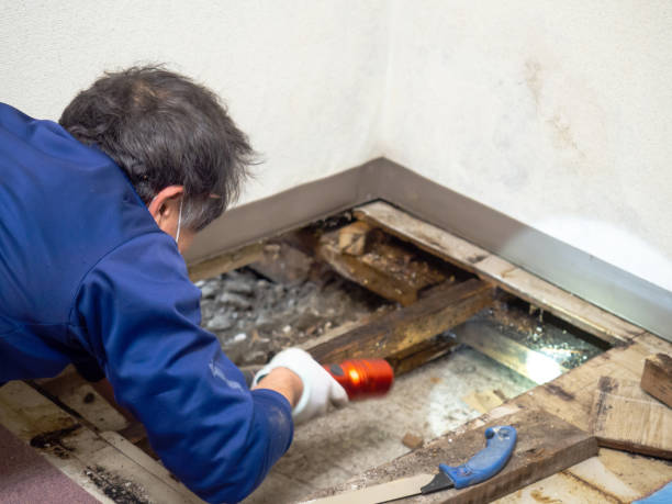 Best Health and Safety Mold Remediation in Kennesaw, GA